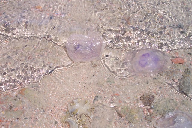 meduzy_1.jpg