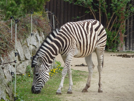 zebra.JPG