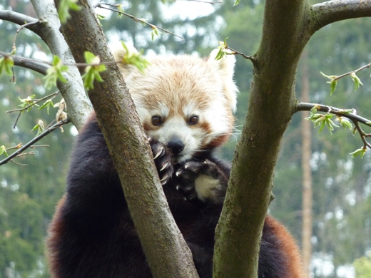 panda_1.JPG