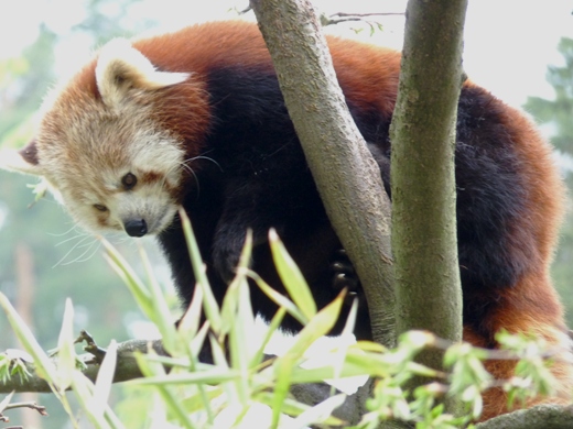 panda_3.JPG