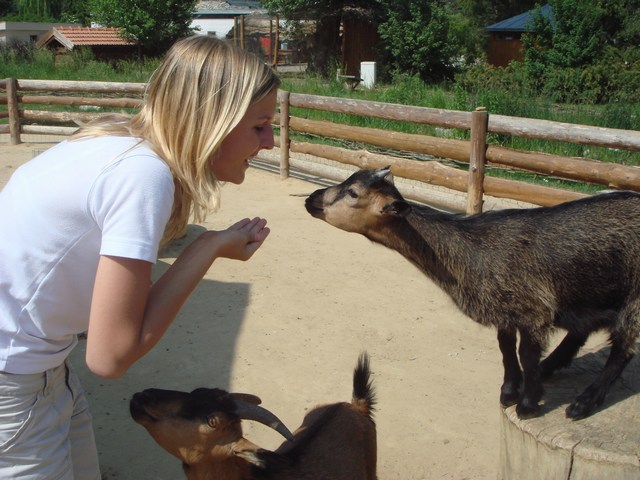 gabča a kůzlata.JPG