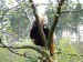 panda_2.JPG